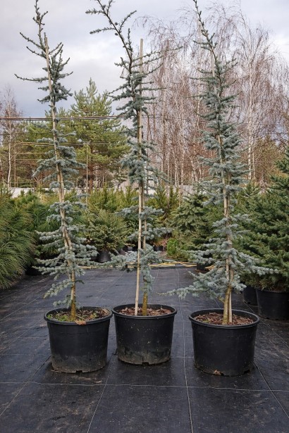 Cedrus libani ’Atl. La Fontaine купити